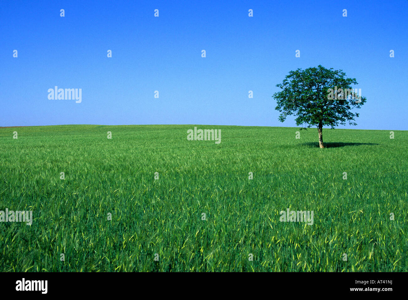 Baum, die isoliert in einem Feld Stockfoto