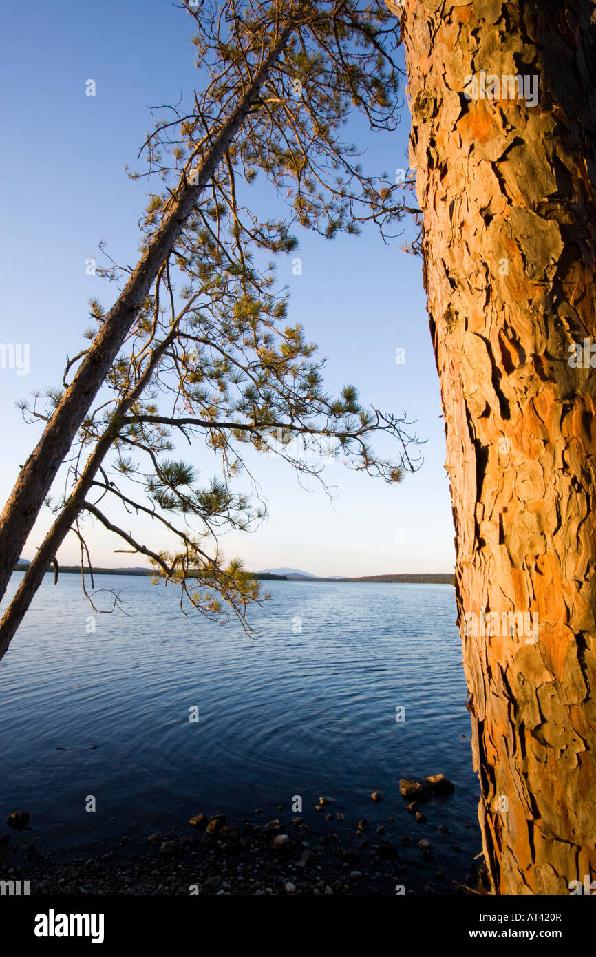Kiefern am Ufer des Seboeis Sees in der Nähe von Millincocket, Maine. Stockfoto