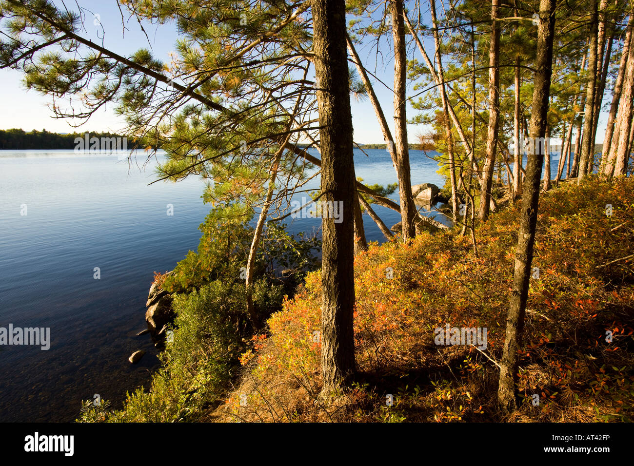 Kiefern am Ufer des Seboeis Sees in der Nähe von Millincocket, Maine. Stockfoto