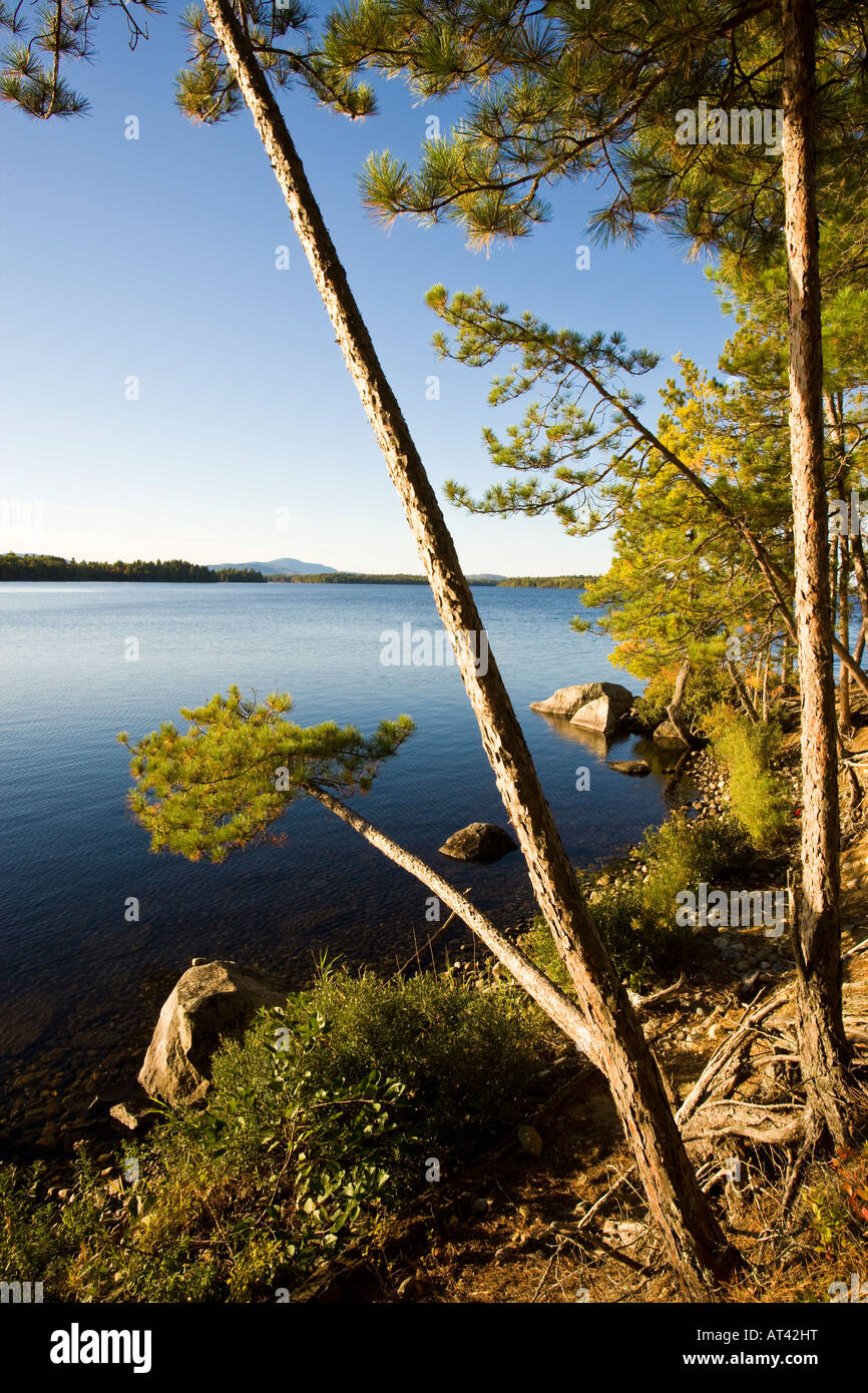 Kiefern am Ufer des Seboeis Sees in der Nähe von Millincocket, Maine. Stockfoto