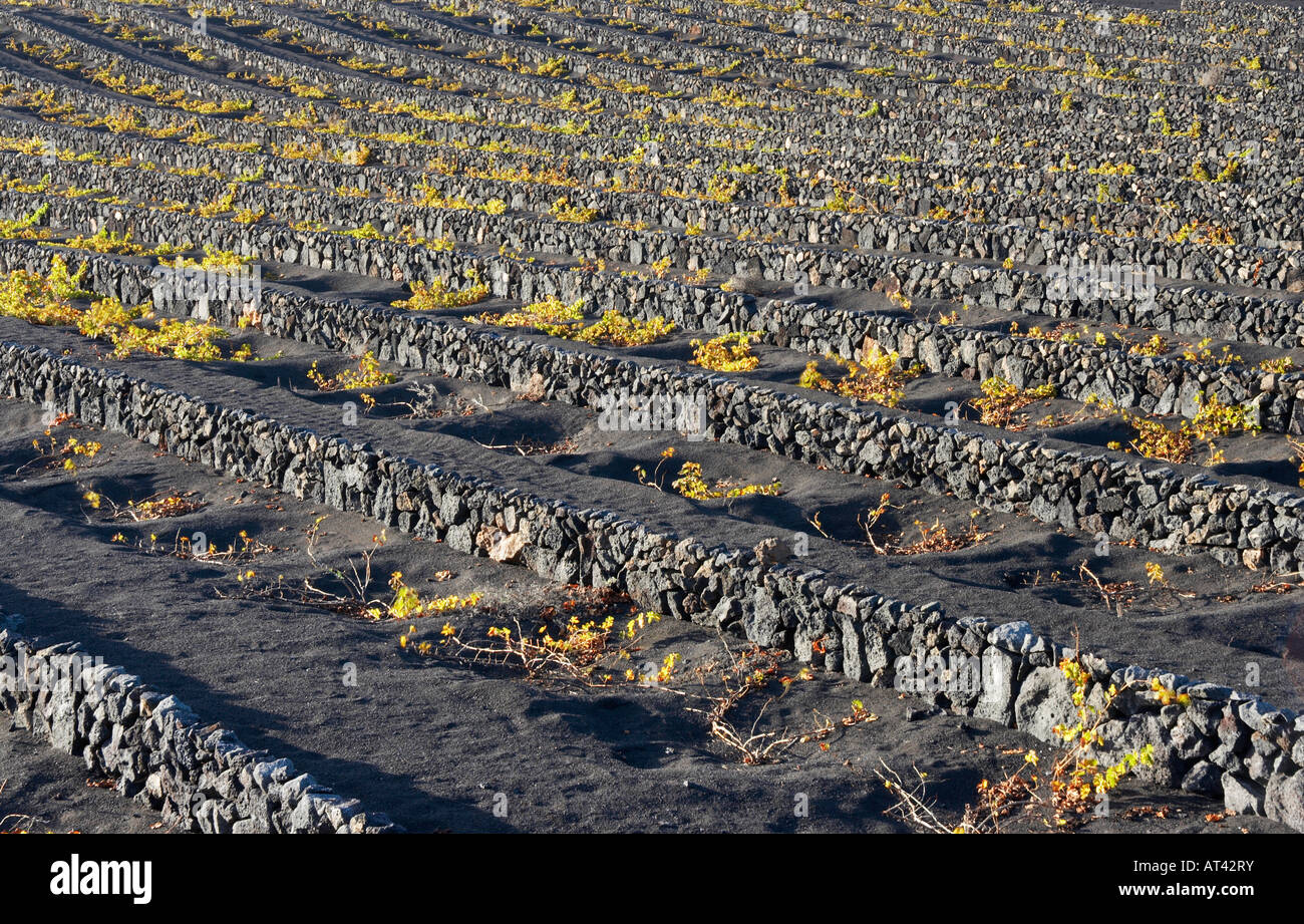 Reben wachsen in Vulkanasche in La Geria auf Lanzarote auf den Kanarischen Inseln. Stockfoto