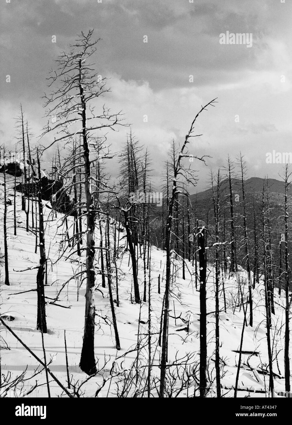 Verbrannte Bäume In den Schnee Colorado USA 1996 Stockfoto