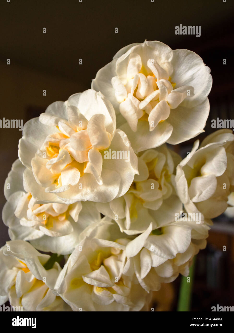 Cremefarbene duftende Multi blühenden Narzissen Bridal Crown in voller Blüte im Innenbereich im Februar Stockfoto