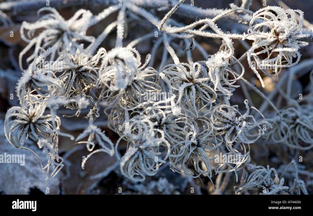 Clematis Seedheads bedeckt im Winterfrost Stockfoto