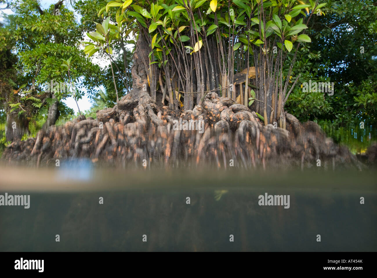 Tauchen in den Mangroven Unterwasser unter Wasser Feuchtgebiete Mangroven Trail Samoa Upolu Südküste in der Nähe von SAANAPU Saanapu-Sataoa Stockfoto