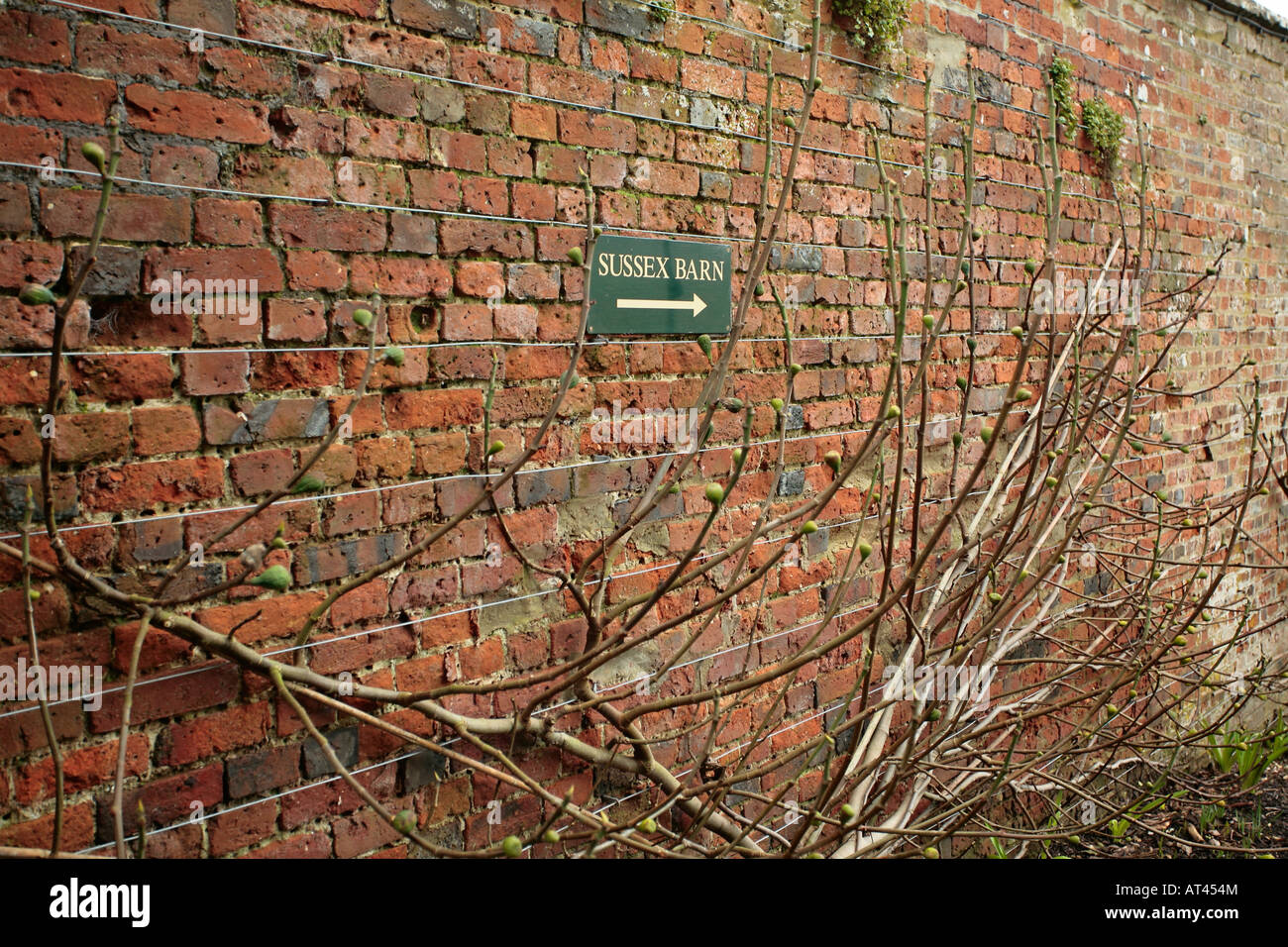 Feigenbaum, ausgebildet in Fächerform entlang Wand des englischen Obstgarten Stockfoto