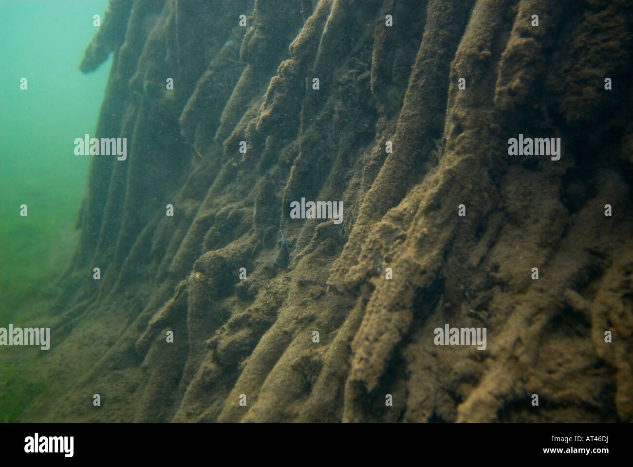 Tauchen in den Mangroven Unterwasser unter Wasser Feuchtgebiete Mangroven Trail Samoa Upolu Südküste in der Nähe von SAANAPU Saanapu-Sataoa Mang Stockfoto