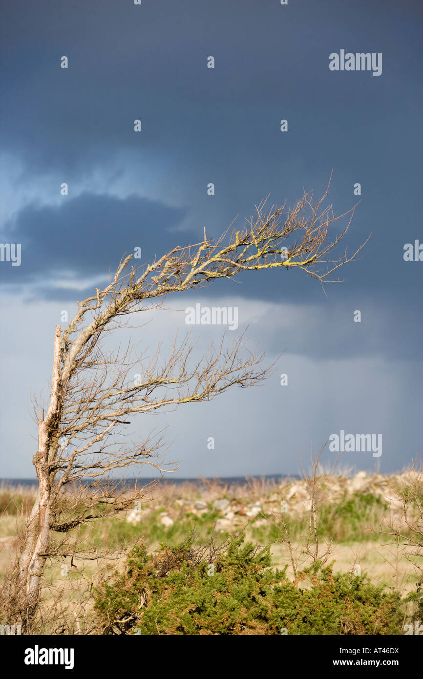 Ein Baum gebogen durch die vorherrschenden Westwinde mit stürmischen Himmel nahe der Küste im Devon Stockfoto