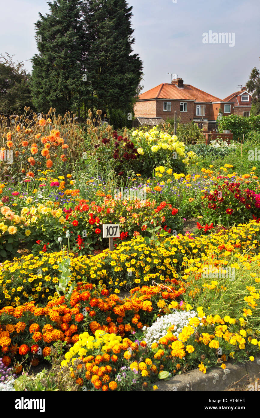 Zuteilung Blumen in voller Blüte, York, England. Stockfoto