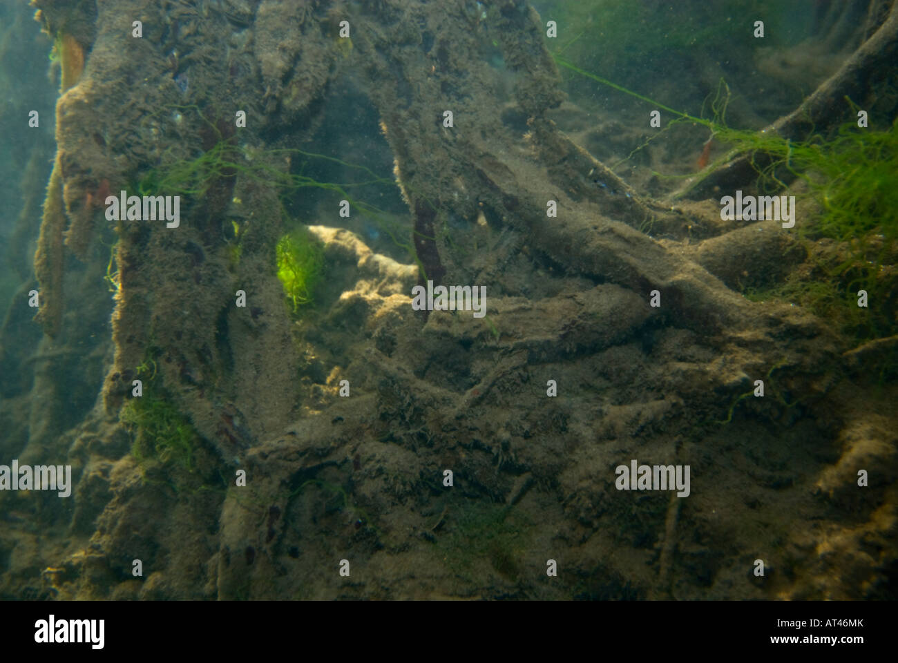 Tauchen in den Mangroven Unterwasser unter Wasser Feuchtgebiete Mangroven Trail Samoa Upolu Südküste in der Nähe von SAANAPU Saanapu-Sataoa Mang Stockfoto