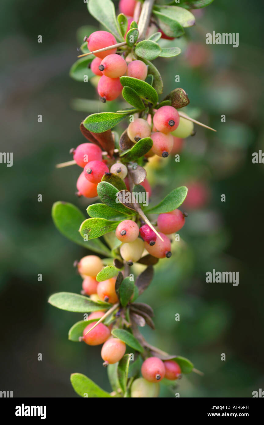 Berberis wilsoniae Stockfoto