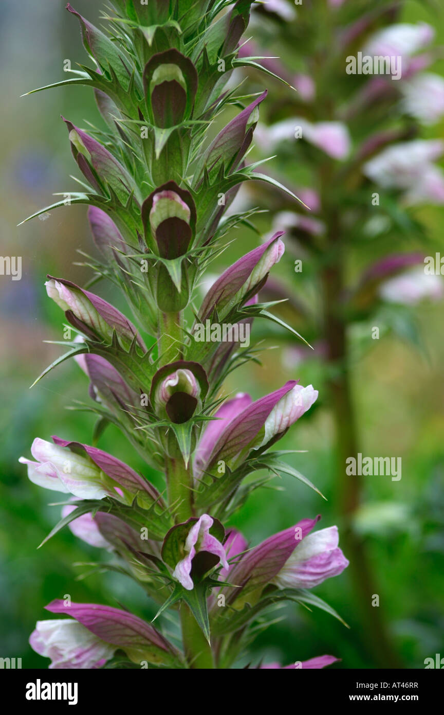 Acanthus Spinosus Bären Reithose Stockfoto