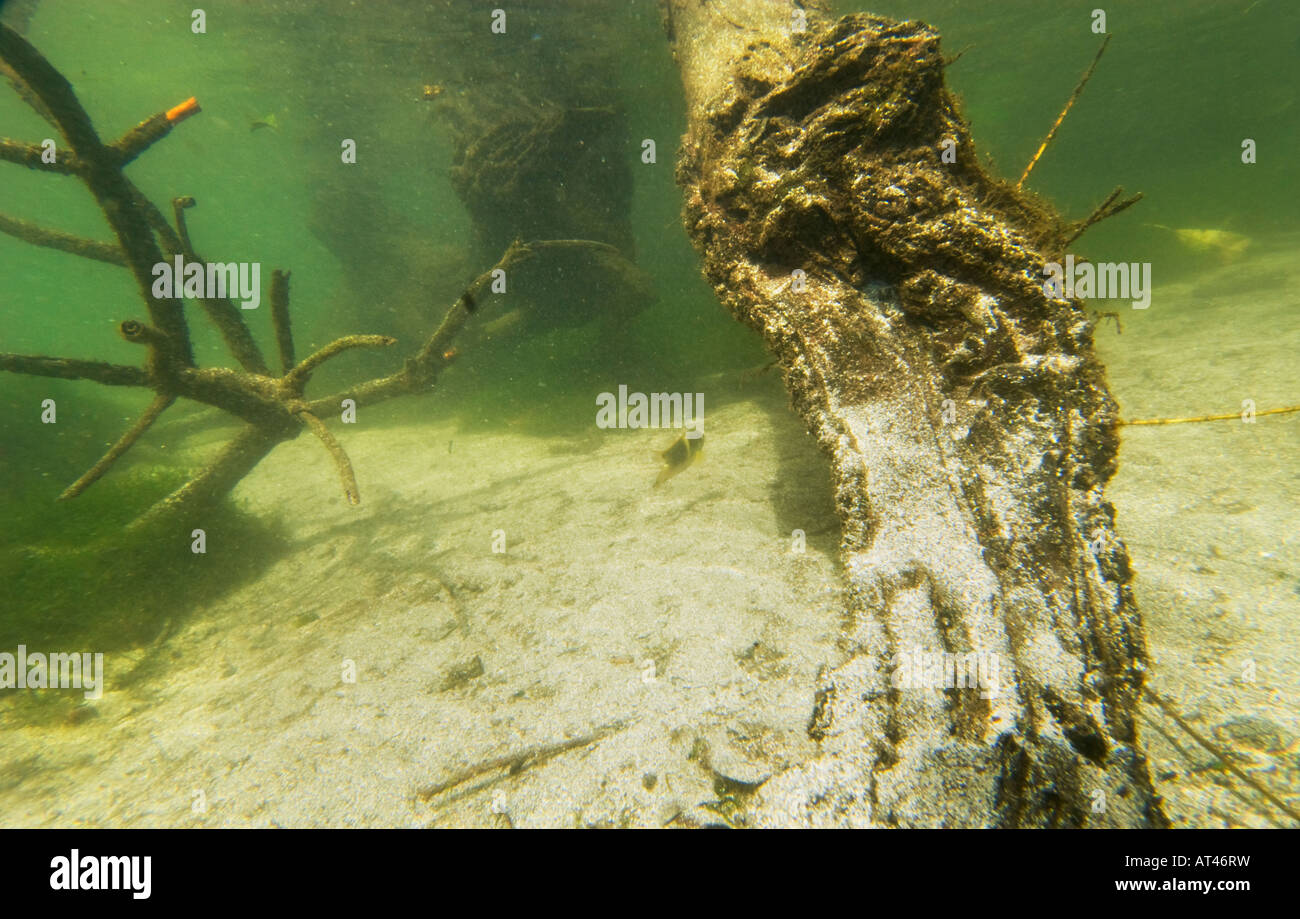 Tauchen in den Mangroven Unterwasser unter Wasser Feuchtgebiete Mangroven Trail Samoa Upolu Südküste in der Nähe von SAANAPU Saanapu-Sataoa Mang Stockfoto
