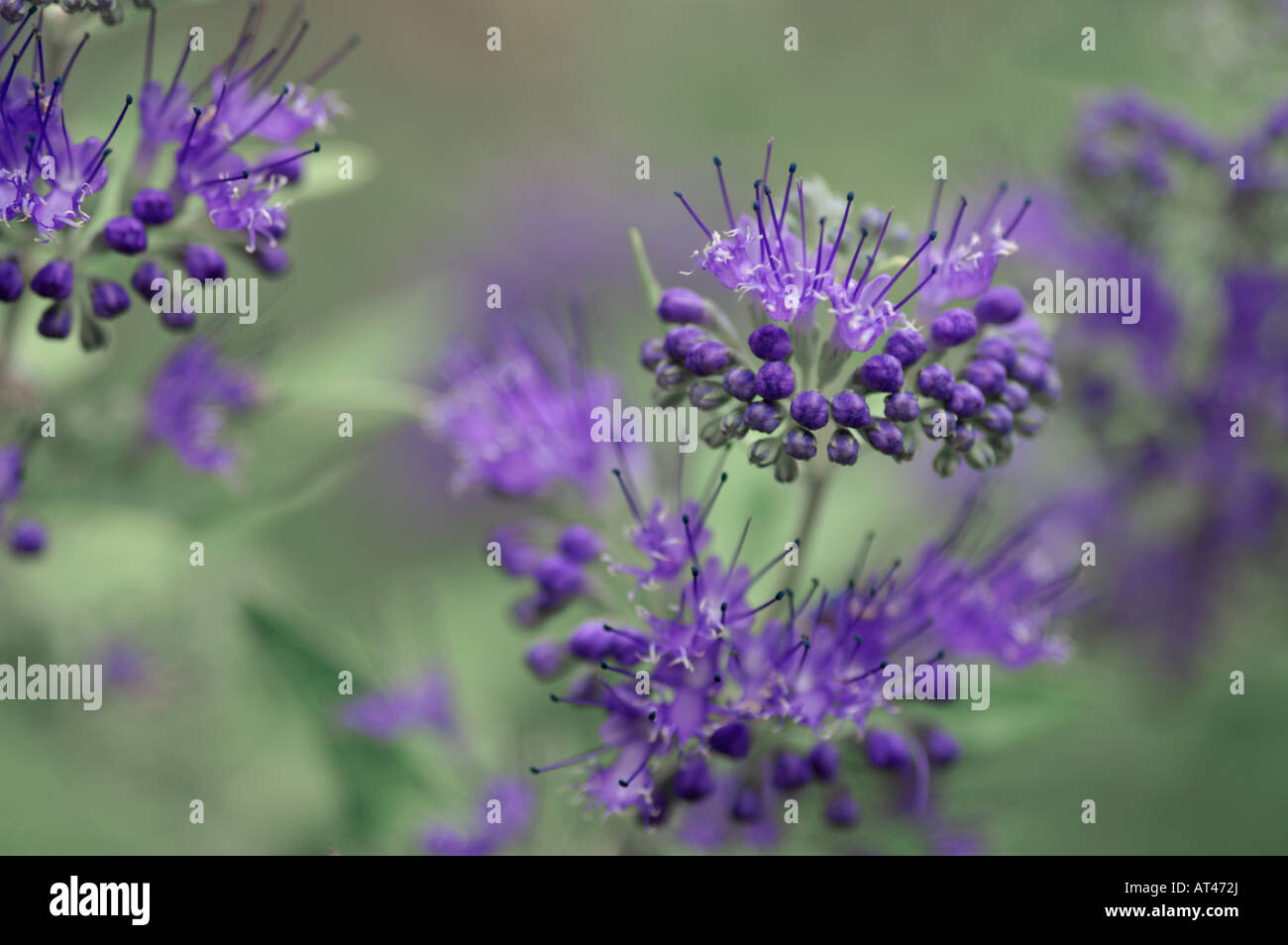 Caryopteris X clandonensis Worcester Gold Stockfoto