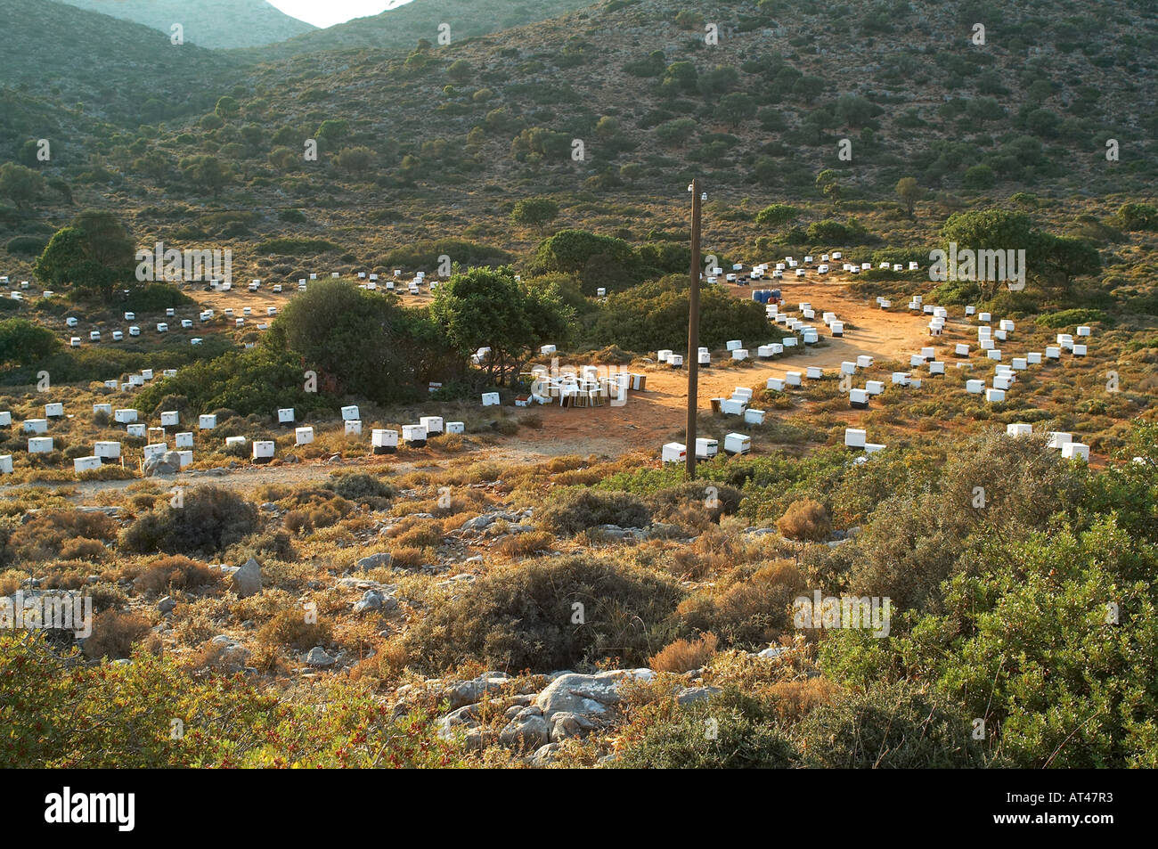 Bienenstöcke auf einem Hügel in Kreta Stockfoto