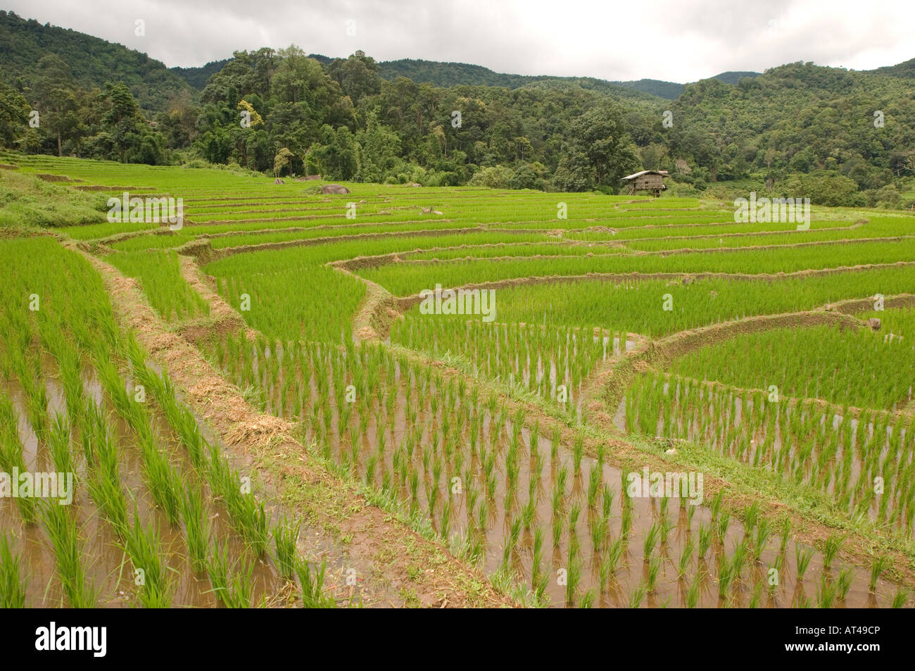 Reisfelder in der Nähe von einem Karen Bergvolk Dorf Doi Inthanon Nationalpark Thailand Stockfoto