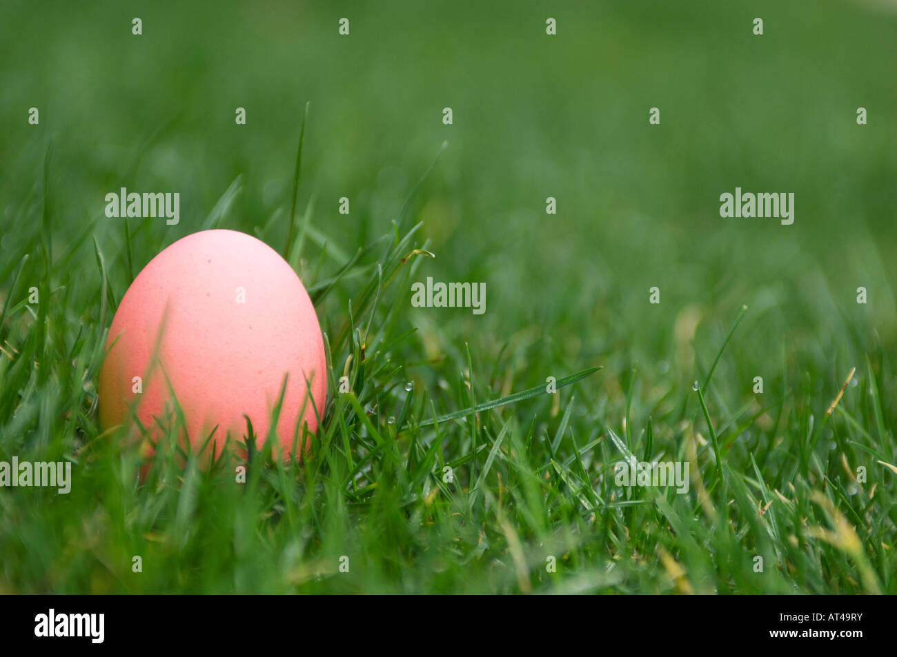 Rosa gefärbte Ostereier im Gras sitzen. Stockfoto