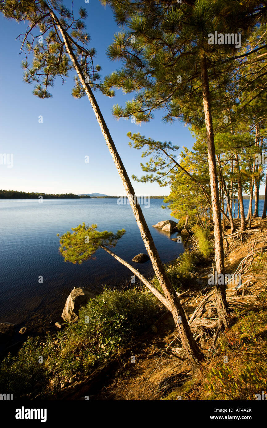 Kiefern am Ufer des Seboeis Sees in der Nähe von Millincocket, Maine. Stockfoto