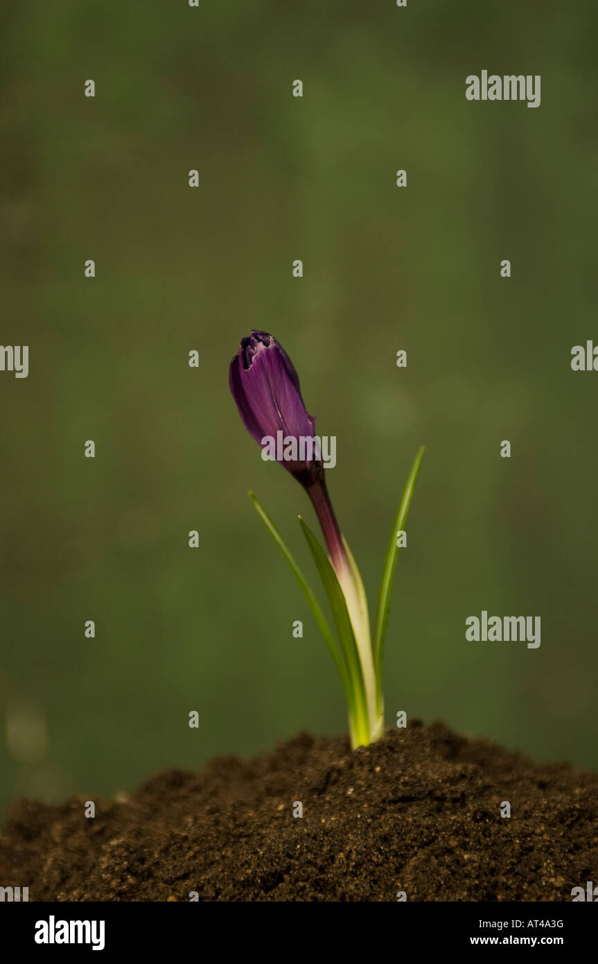 Schöne dunkelviolette Krokusblüte, die erst im Frühjahr zu blühen beginnt. Dunkelgrün lackierter Hintergrund. Stockfoto