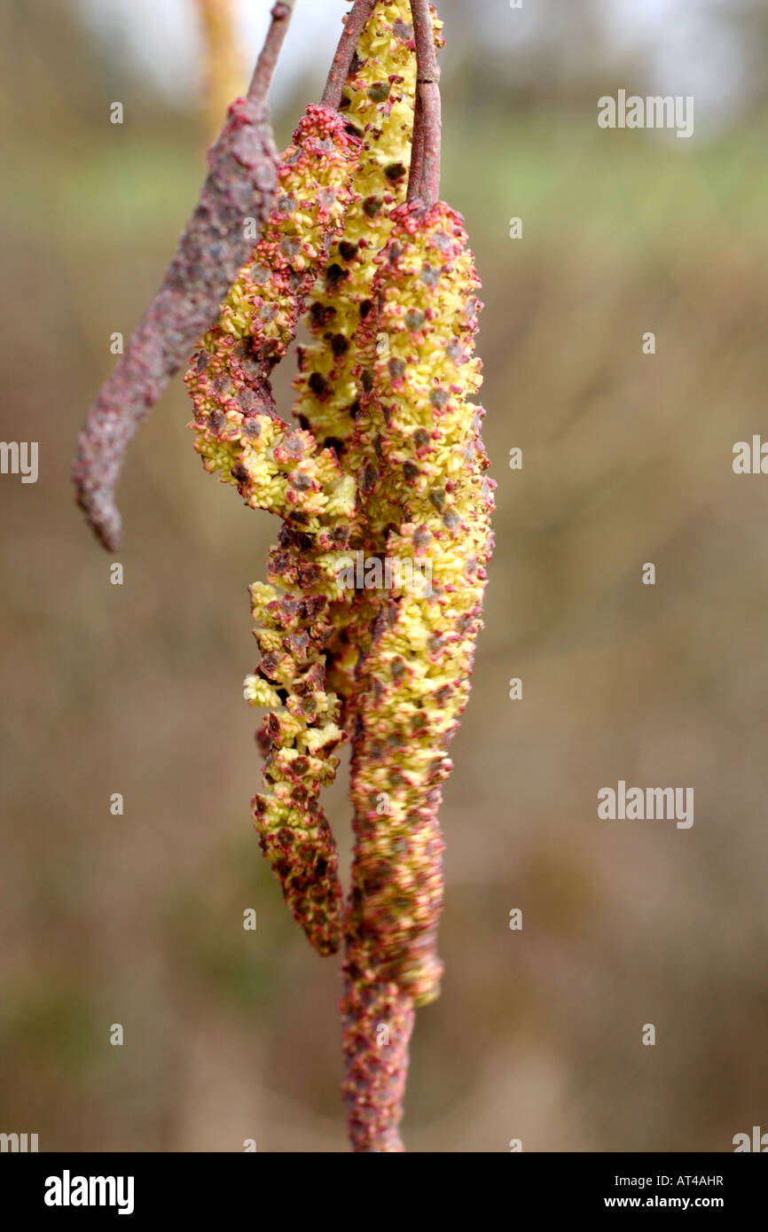 ALNUS INCANA IN BLUME KÄTZCHEN Stockfoto