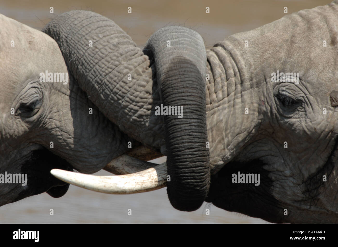 Elefant Mal Loxodonta africana Stockfoto