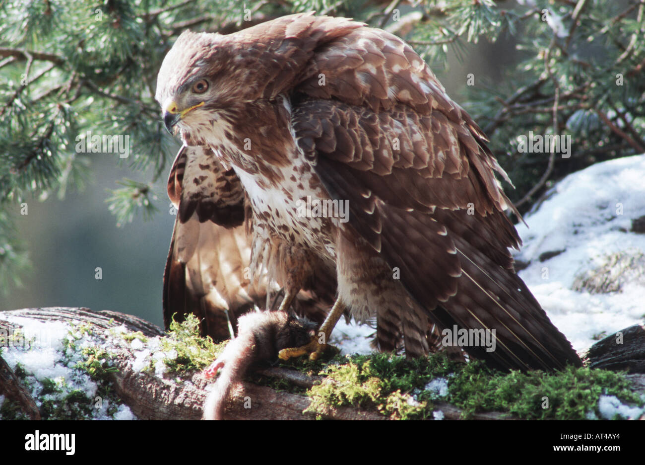 Eurasischer Bussard (Buteo Buteo), mit Beute, Schweiz, Bodensee, Thalang Stockfoto