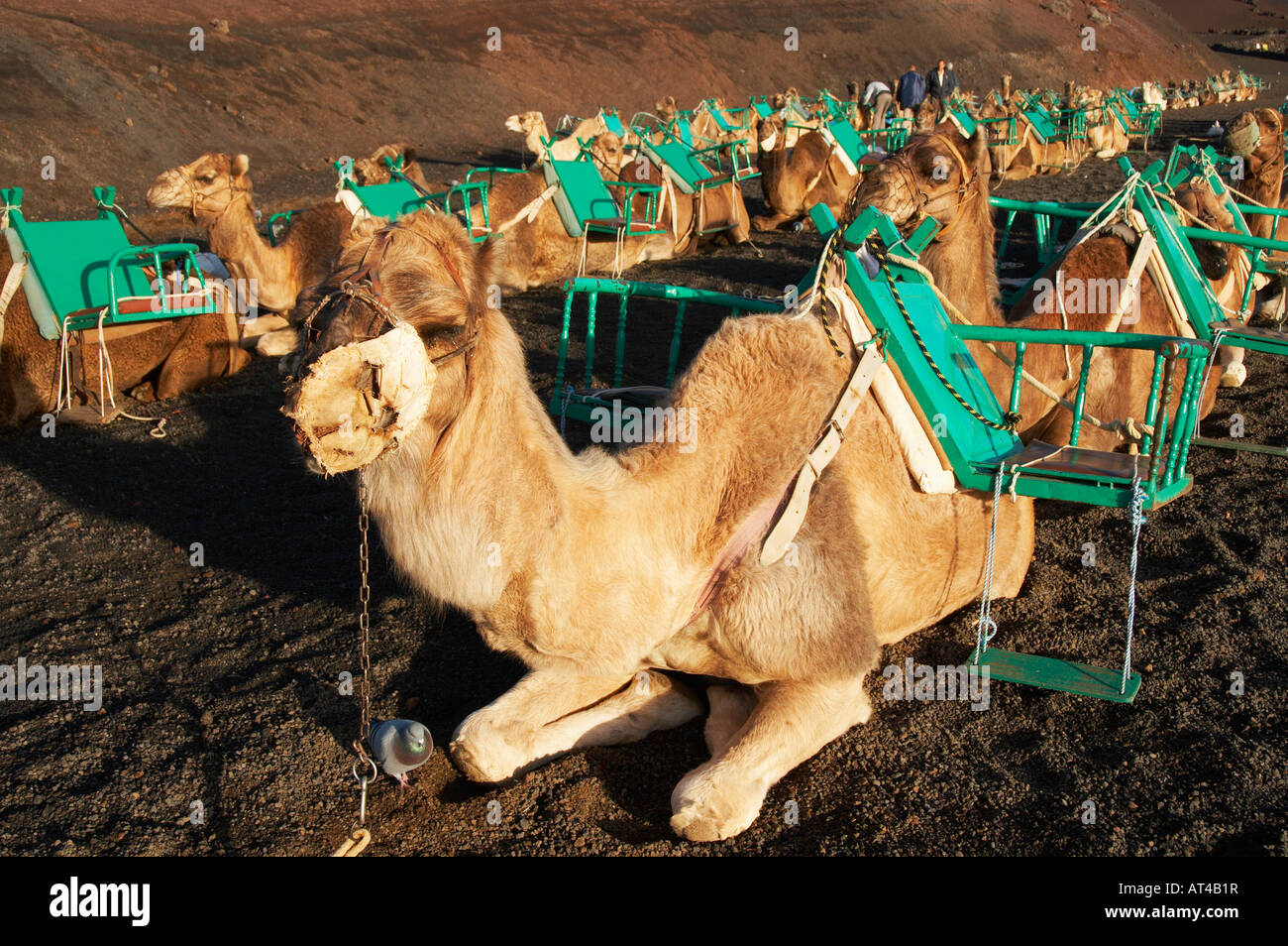 Maulkorb Kamele warten auf die ersten Touristen des Tages im Nationalpark Timanfaya auf Lanzarote auf den Kanarischen Inseln. Stockfoto