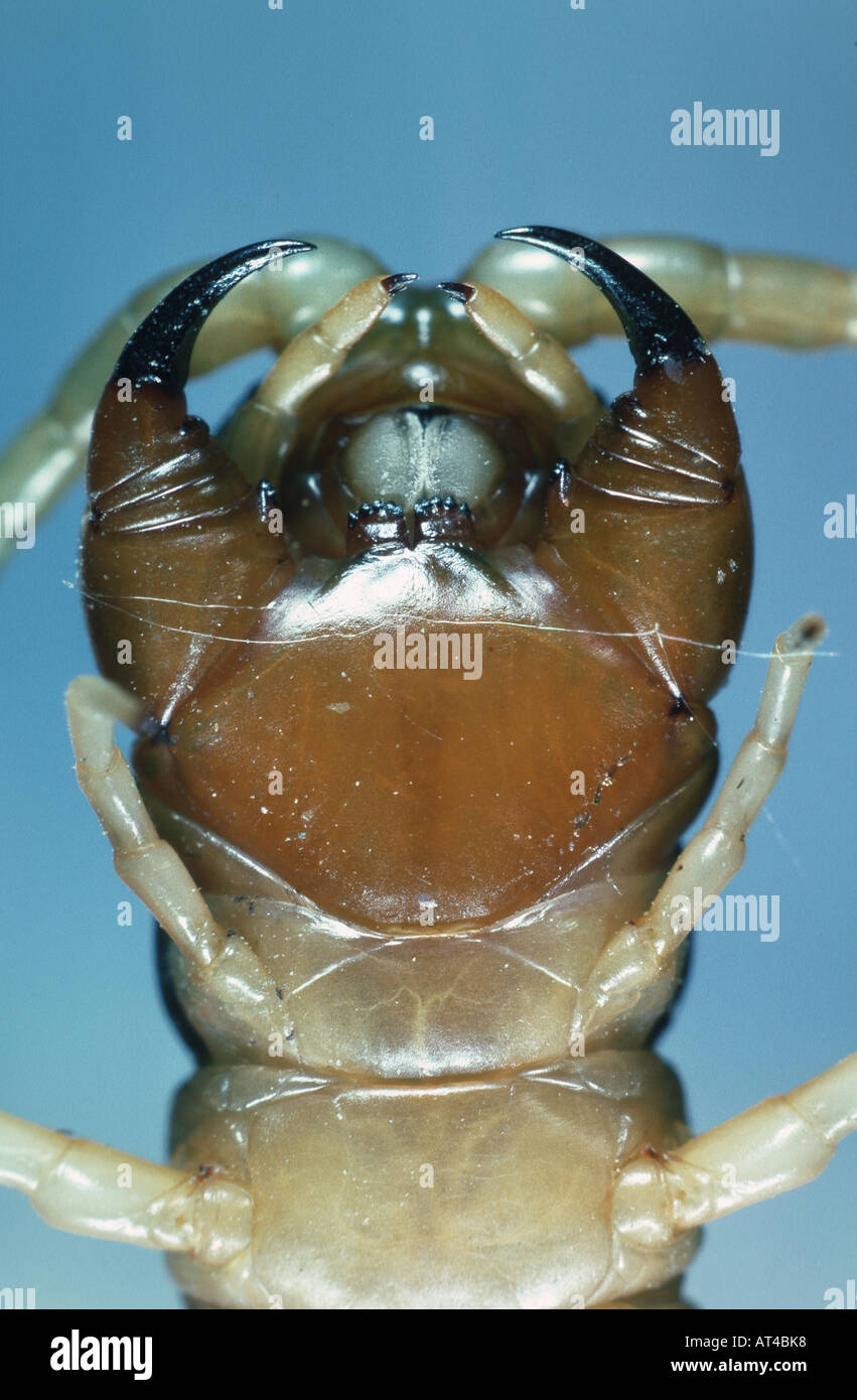 Tausendfüßler, chilopodian, Mundwerkzeuge Stockfoto