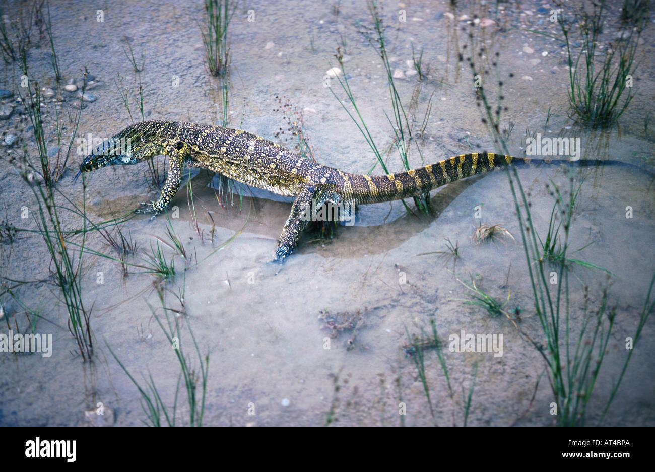 Nilwaran (Varanus Niloticus) Stockfoto