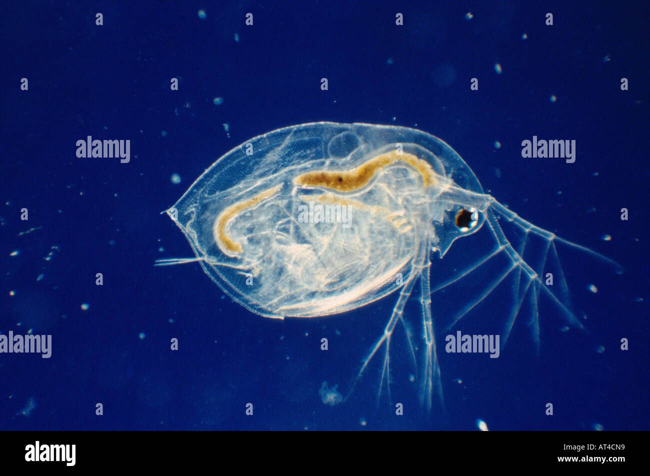 gemeinsamen Wasserfloh (Daphnia Pulex) Stockfoto
