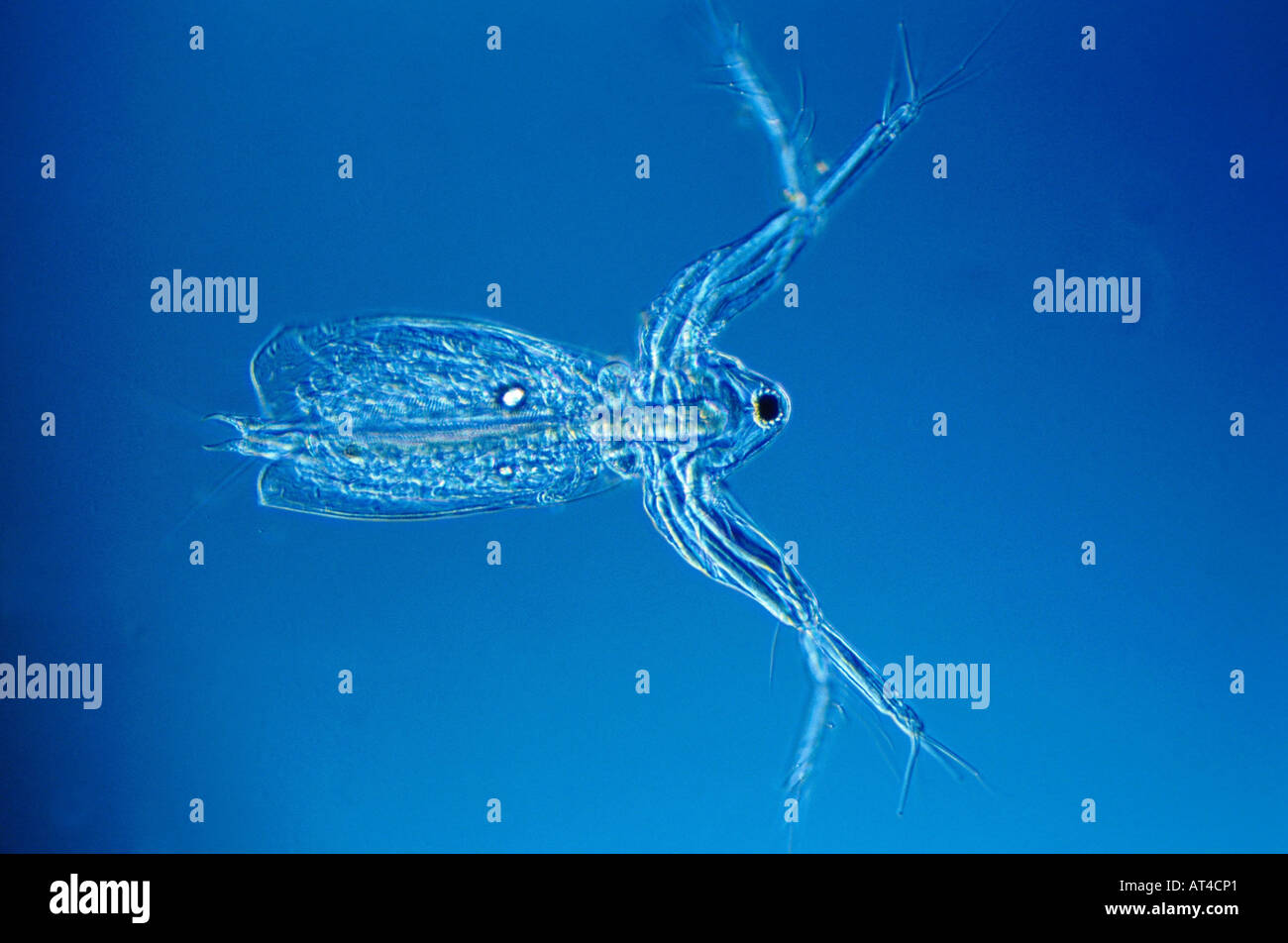 Wasserfloh (Diaphanosoma Brachyurum) Stockfoto