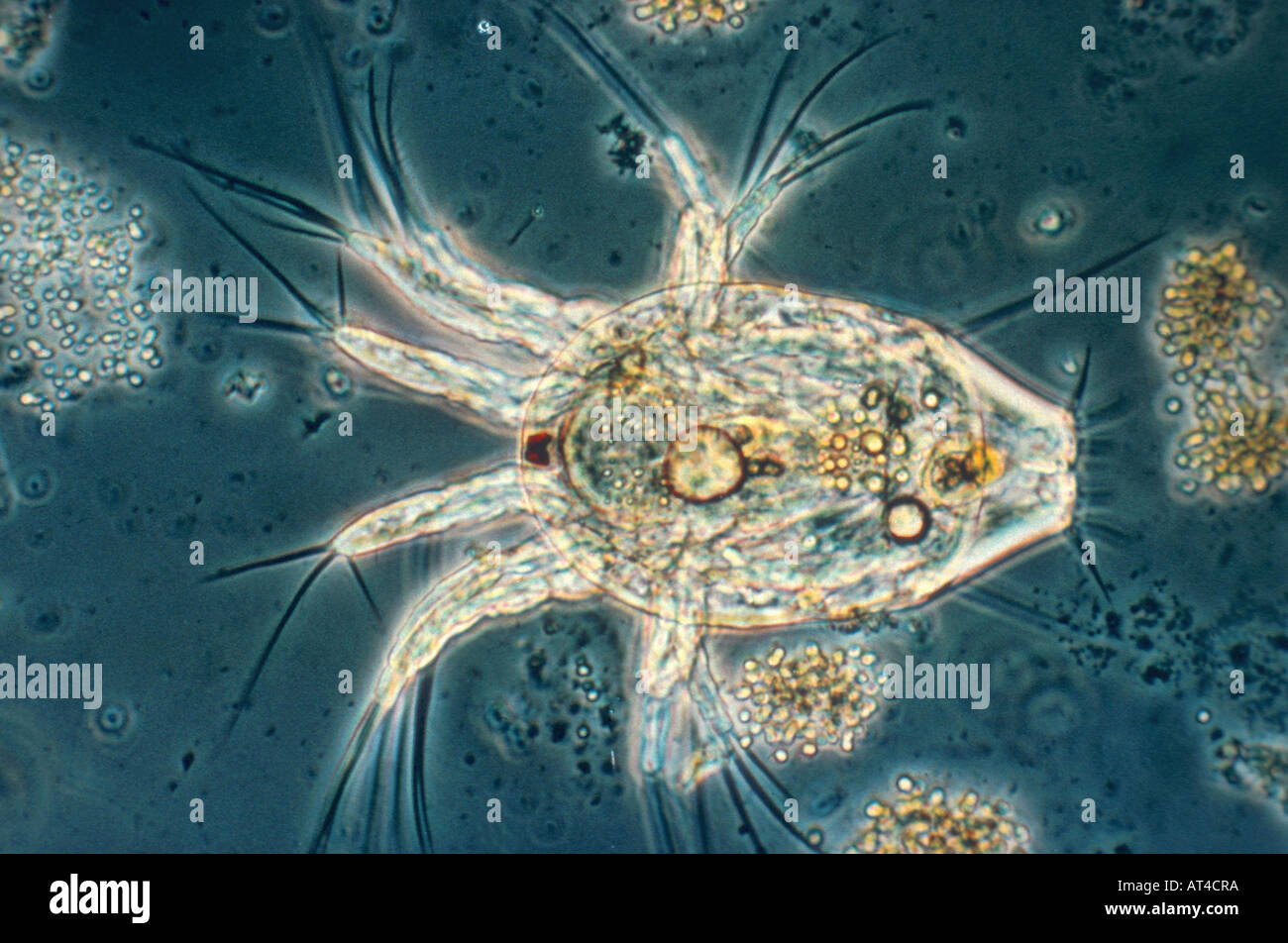 Nauplius (Crustacea), Larve Stockfoto