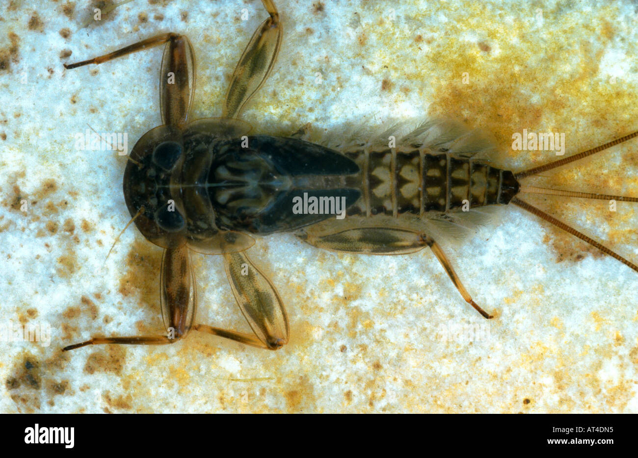 Eintagsfliege (Ecdyonurus Venosus), Larve Stockfoto