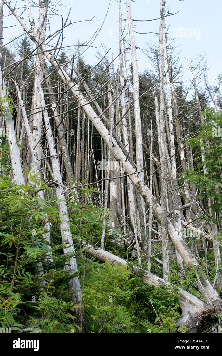 tote Bäume Great Smoky Mountains Käfer Schäden Stockfoto