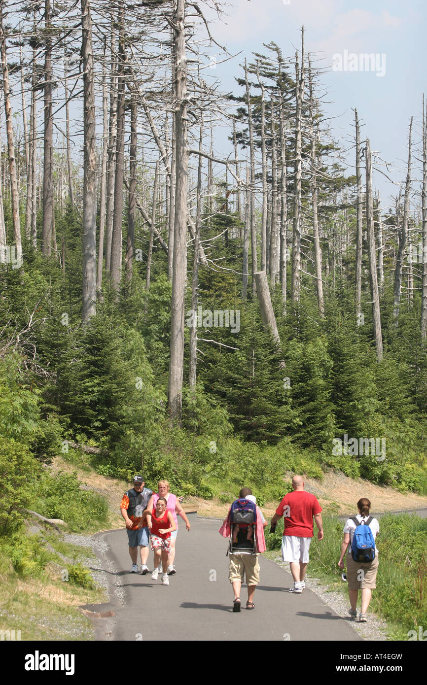 Tote Nadelbäume Great Smoky Mountains Stockfoto