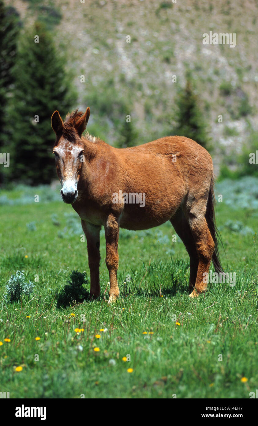 Maultier (Equus Asinus X caballus), USA Stockfoto