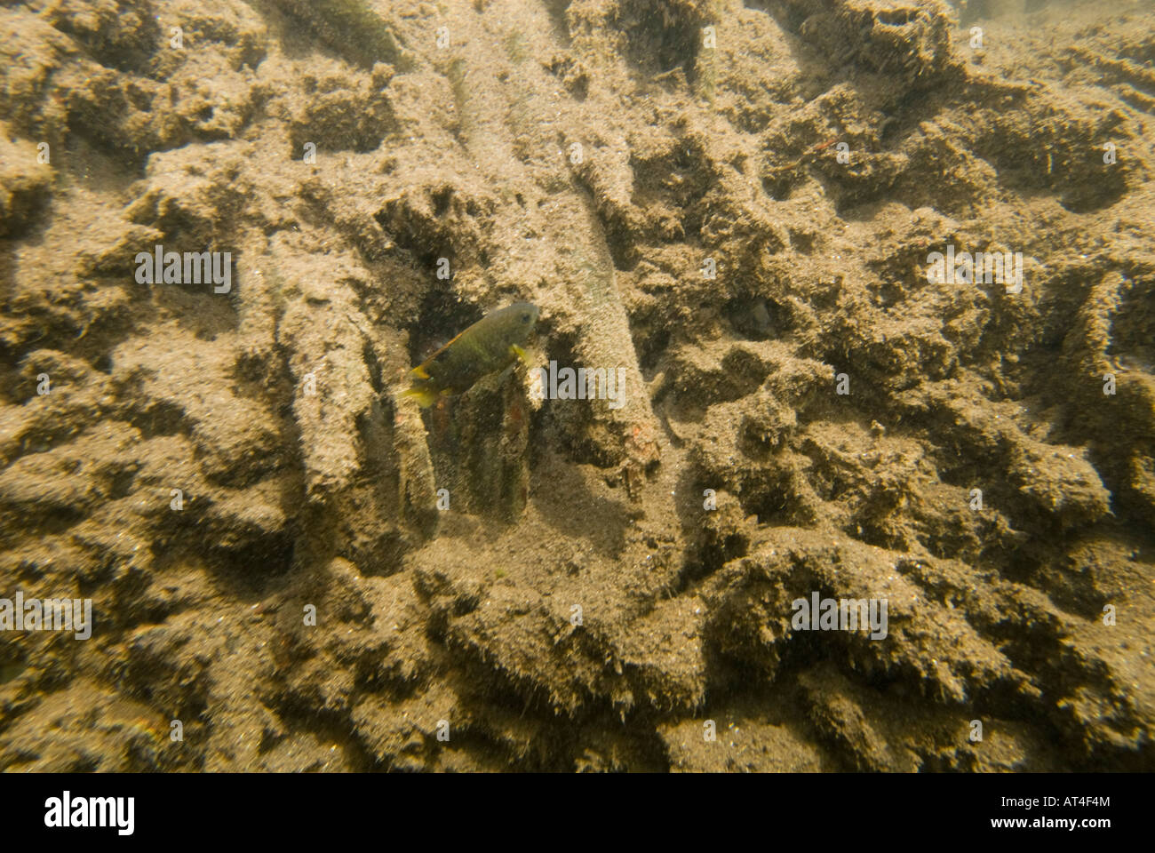 Tauchen in den Mangroven Unterwasser unter Wasser Feuchtgebiete Mangroven Trail Samoa Upolu Südküste in der Nähe von SAANAPU Saanapu-Sataoa Mang Stockfoto
