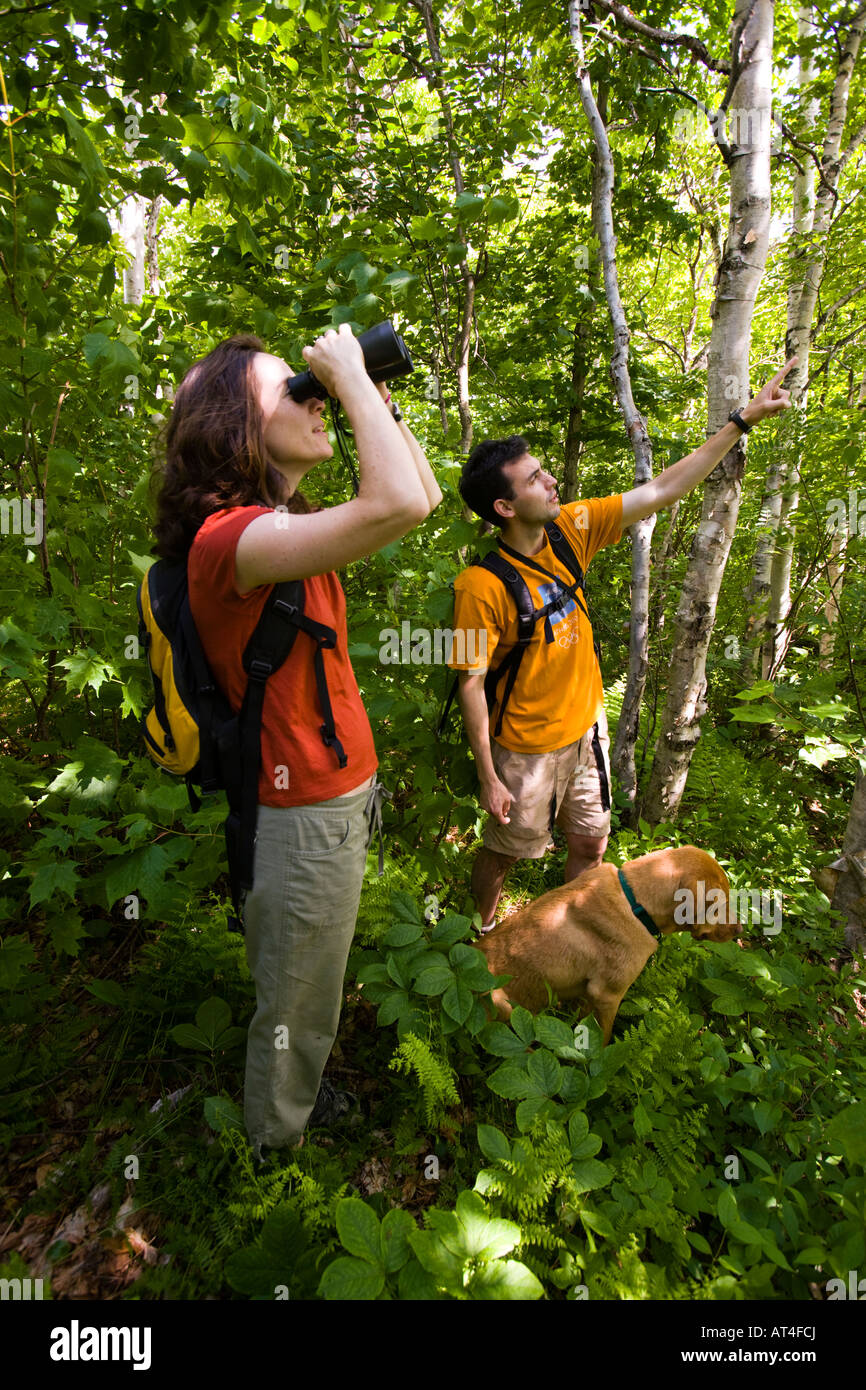 Vogelbeobachtung in den grünen Bergen.  Eden, Vermont. Stockfoto