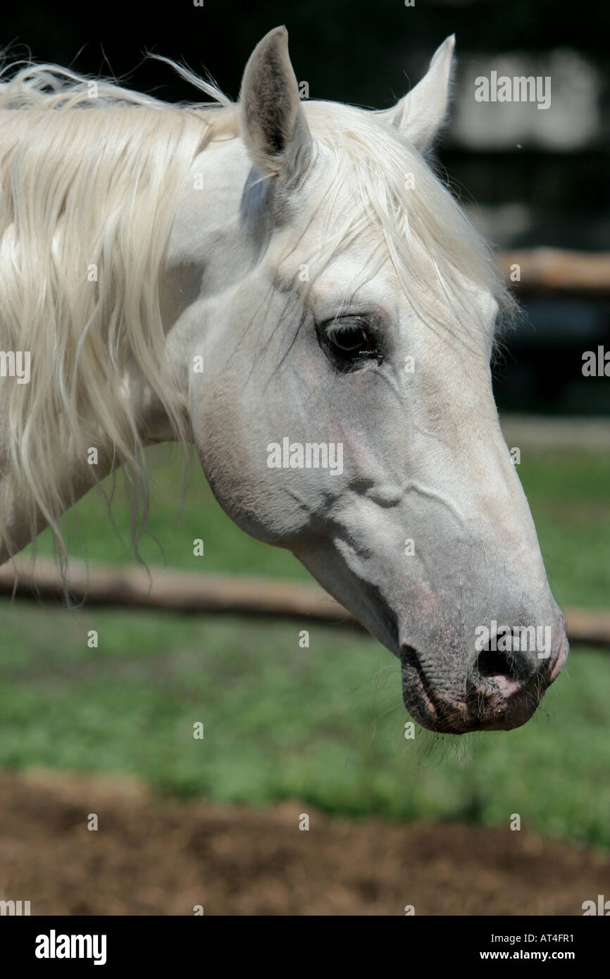 Weißes Pferd Porträt Stockfoto