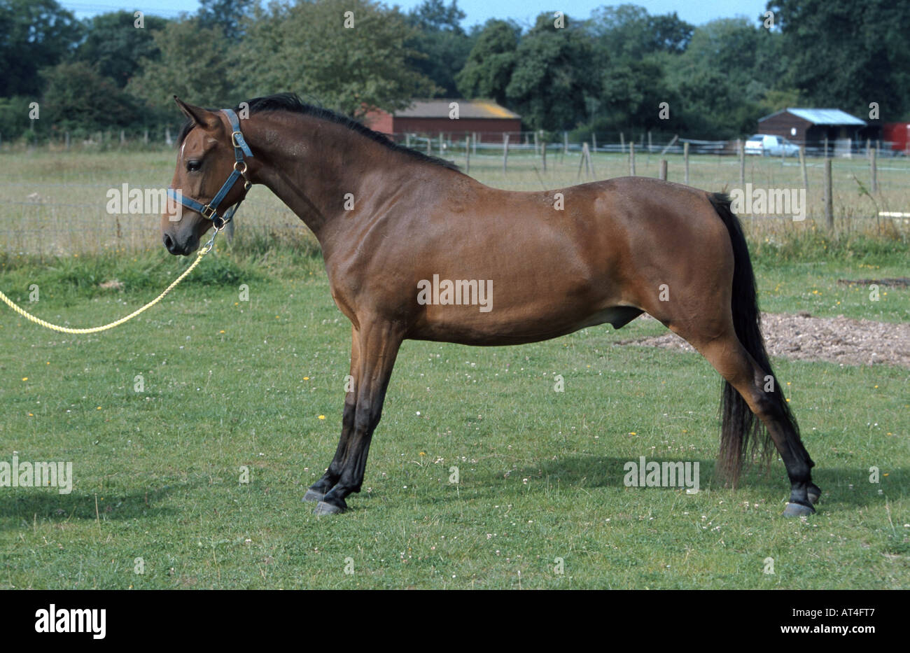 Morgan-Pferd (Equus Przewalskii F. Caballus), Präsentation Stockfoto