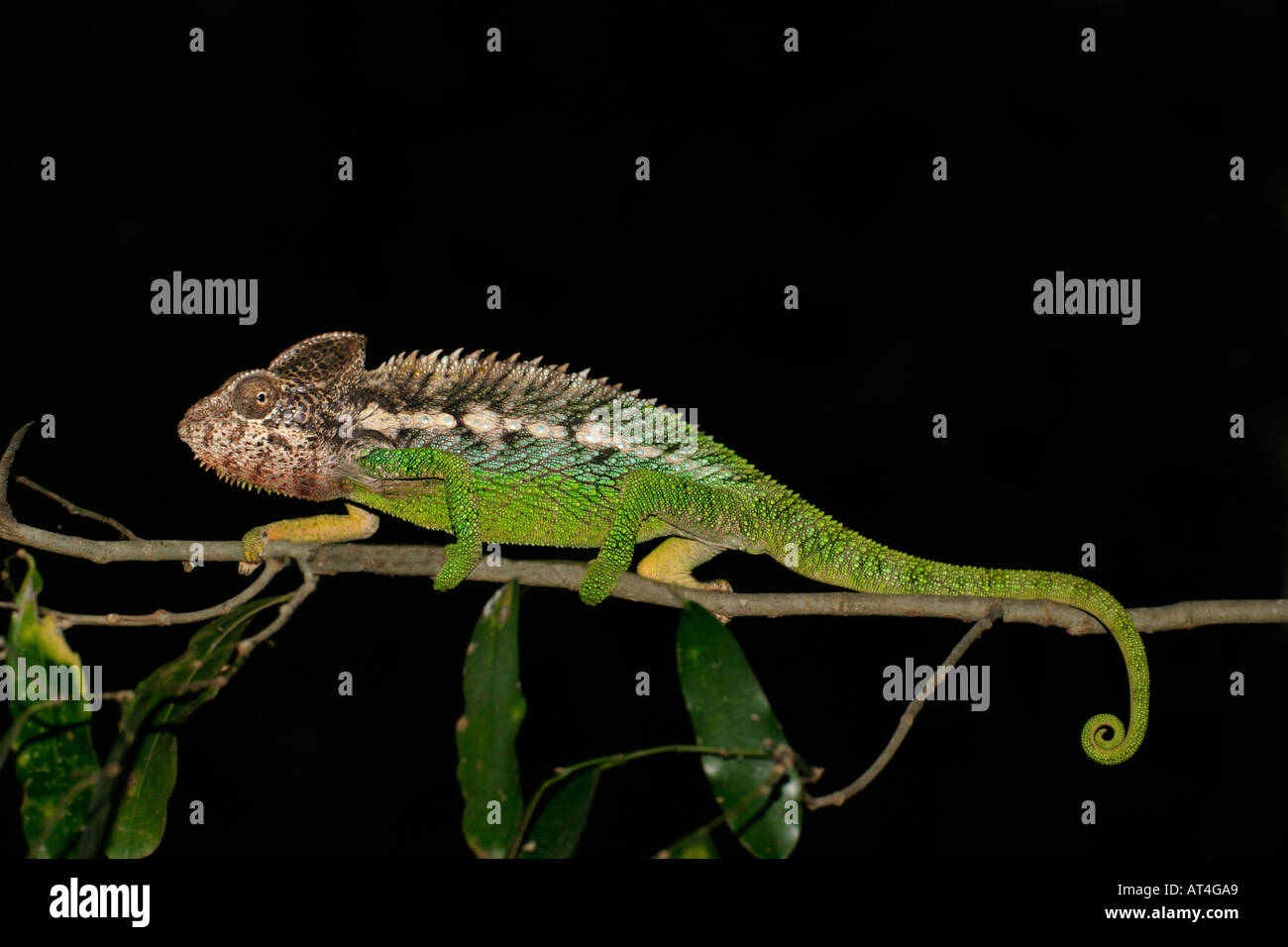 Warzige Chamäleon Furcifer Verrucosus Berenty-Süd-West-Madagaskar Stockfoto