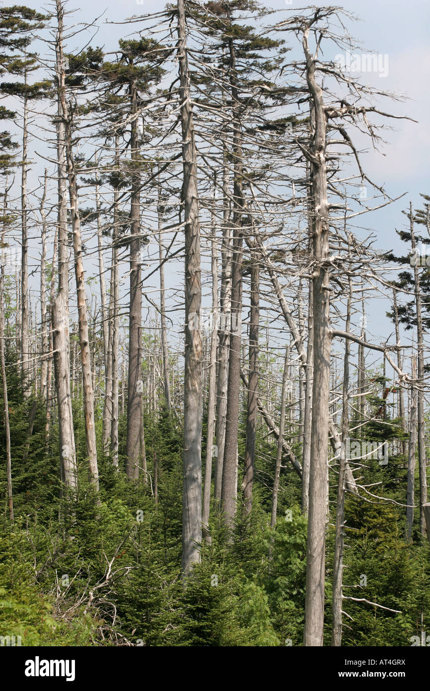 Tote Nadelbäume Great Smoky Mountains Stockfoto