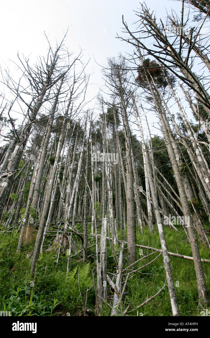 tote Bäume Great Smoky Mountains Käfer Schäden Stockfoto