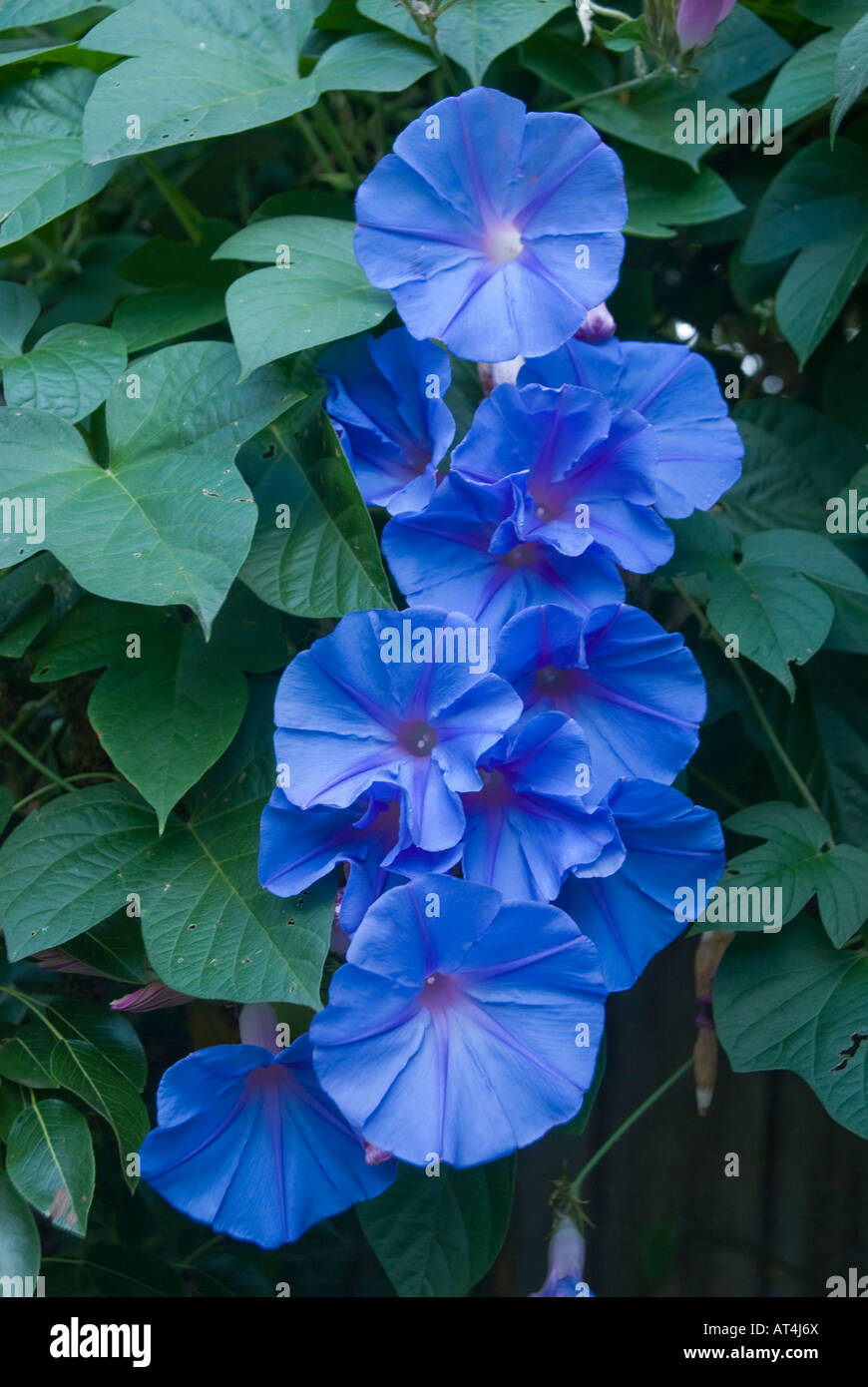 Morning Glory Rebe in Blume Ipomoea purpurea, die gemeinsame Morning-Glory, hohe Morning-Glory oder violette Morning Glory, ist eine Art der Gattung Ipomoe Stockfoto