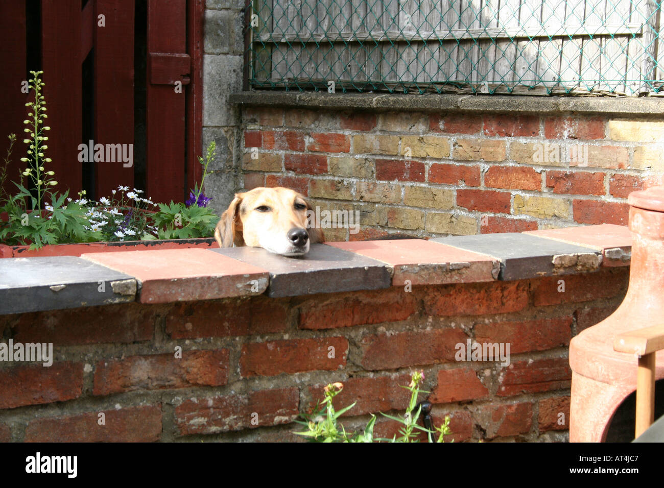 Hund legt Kopf auf Wand Stockfoto