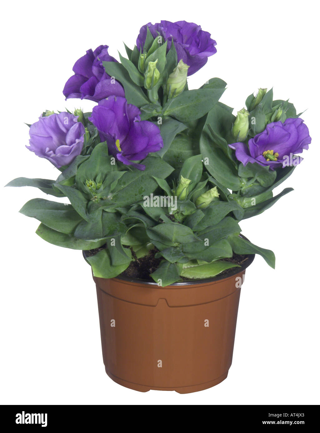Lisianthus, Tulip Enzian, Texas Bluebell (Eustoma Grandiflorum), Topfpflanze  Stockfotografie - Alamy