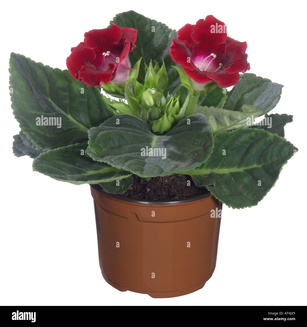 Sinningia Speciosa-Hybrid (Sinningia Speciosa-Hybride), Topfpflanzen Pflanze Blumen rot Stockfoto