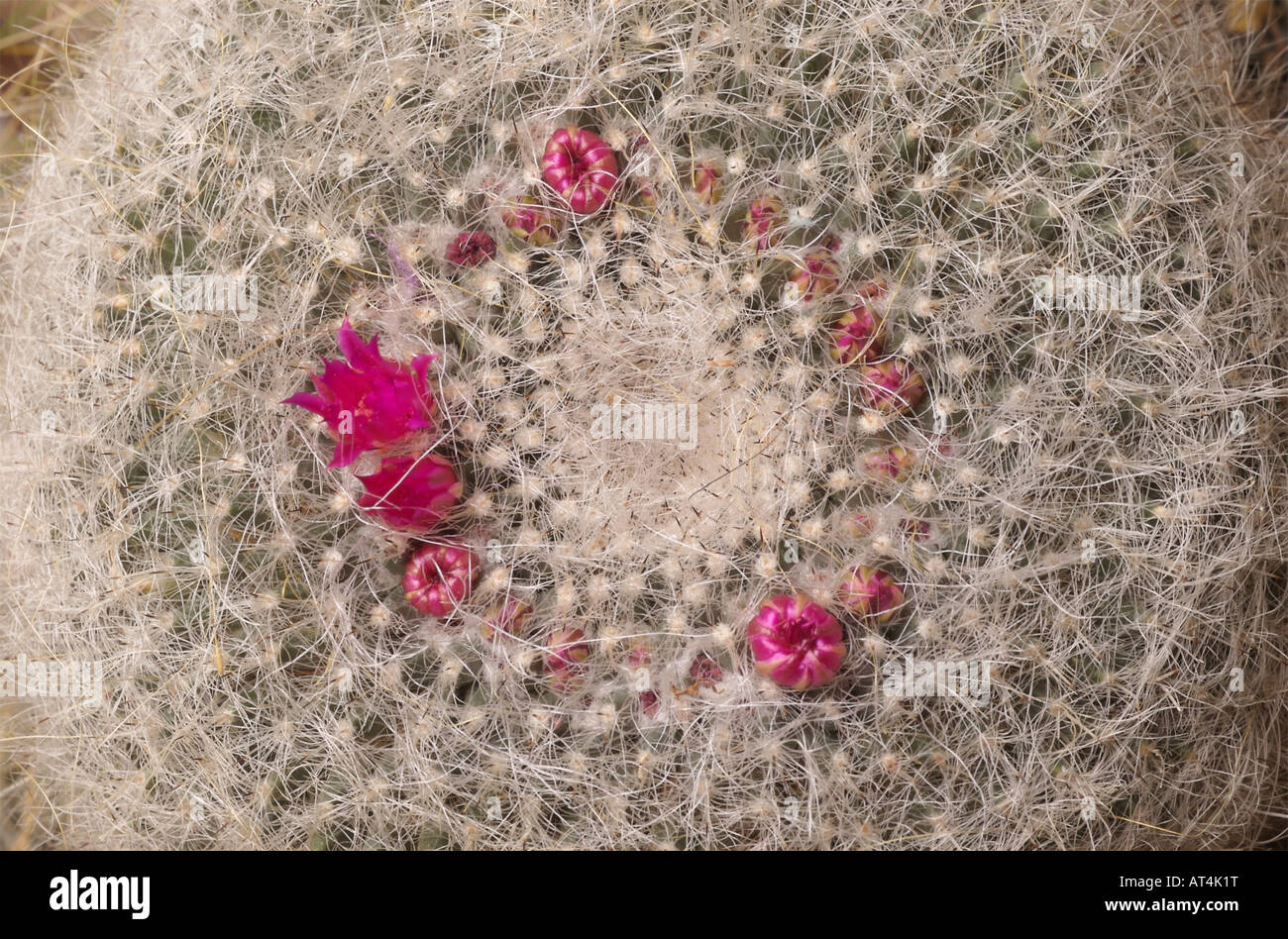 Alte Frau Kaktus zeigt die Blten und Knospen in verschiedenen Stadien der  Entwicklung alle in einem Kreis, die typisch fr Kakteen angeordnet  Stockfotografie - Alamy