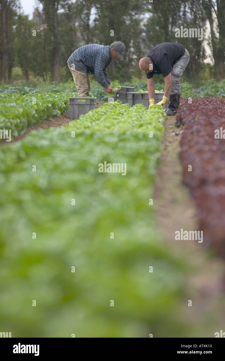 Polnische Saisonarbeiter, die Ernte von Salat, Jersey, Kanalinseln Stockfoto