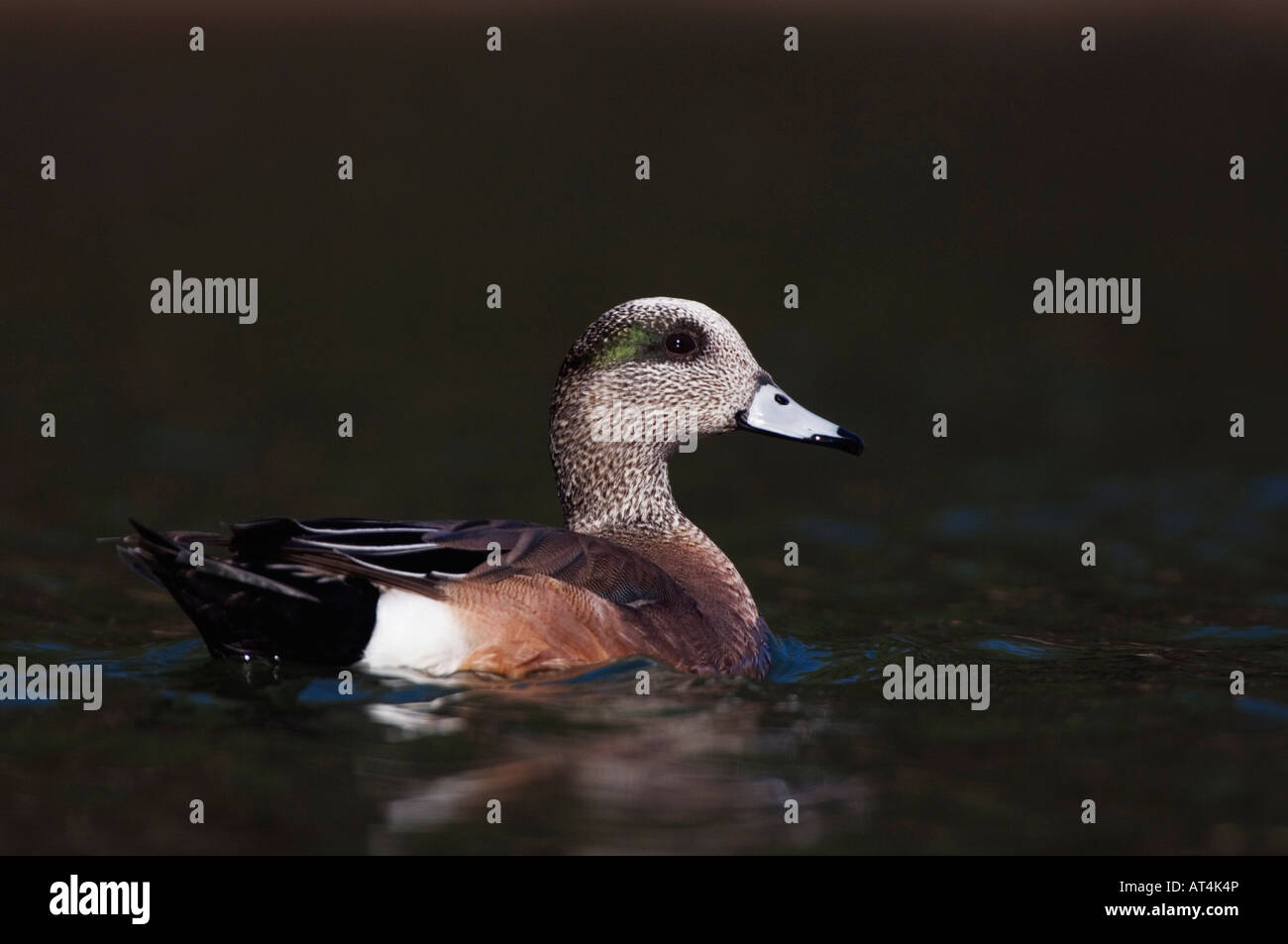 Amerikanische Pfeifente Anas Americana Männchen schwimmen Hill Country, Texas USA April 2007 Stockfoto
